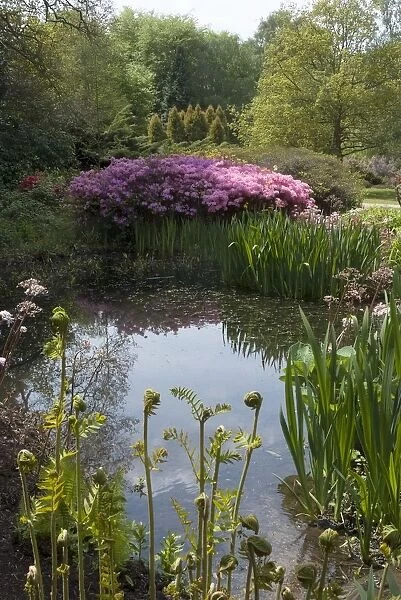 Isabella Plantation, Richmond Park, Richmond, Surrey, England, UK, 14  /  5  /  10. Creator: Ethel Davies