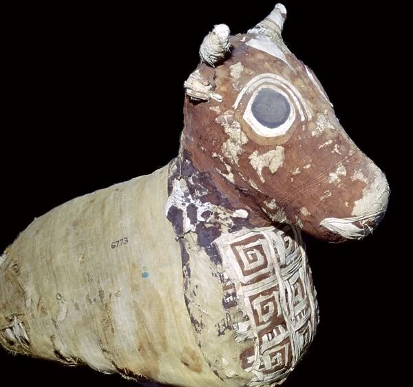 Mummified bull, from Thebes, Egypt, Roman Period, after 30 BC