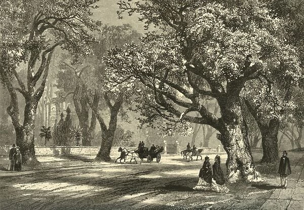 Oaks of Oakland, 1874. Creator: Unknown