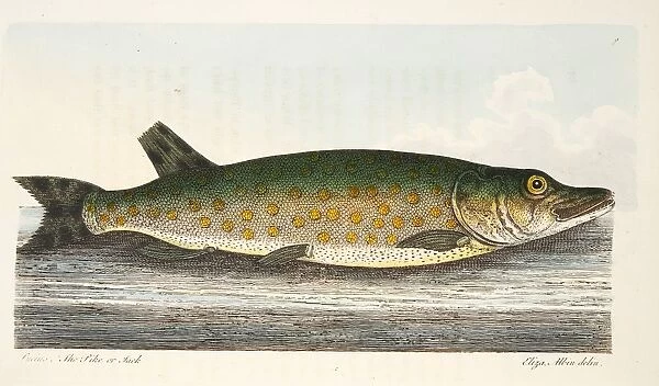 The Pike, from A Treatise on Fish and Fish-ponds, pub. 1832 (hand coloured engraving)