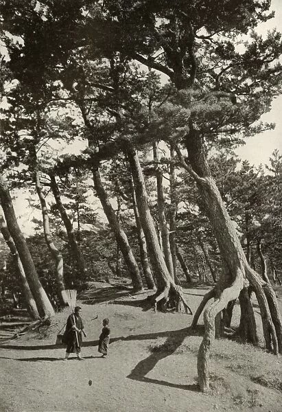 The Pines of Shizu-Ura, 1910. Creator: Herbert Ponting