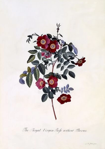 The Royal Virgin Rose without Thorns, c. 1745 (hand coloured engraving)