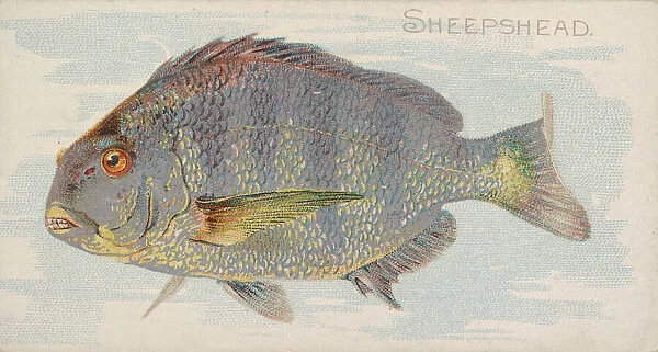 Sheepshead, from the Fish from American Waters series (N8) for Allen &