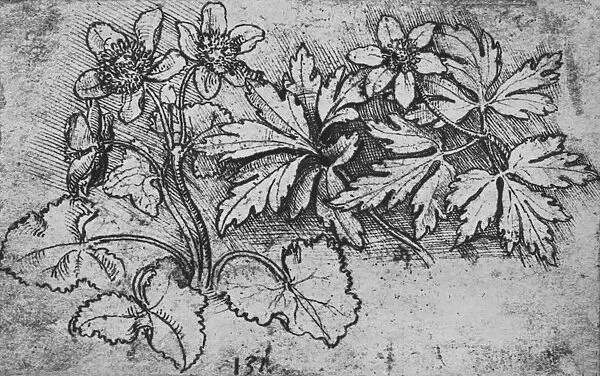 Sketch of a Plant, c1480 (1945). Artist: Leonardo da Vinci