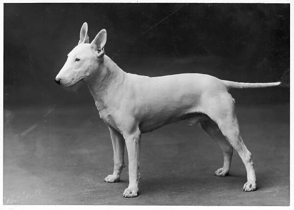 Bull Terrier  /  1925