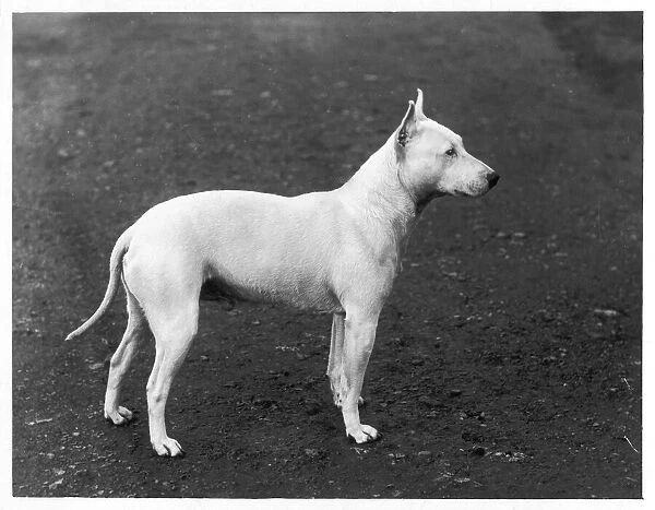 Early Bull Terrier  /  1898