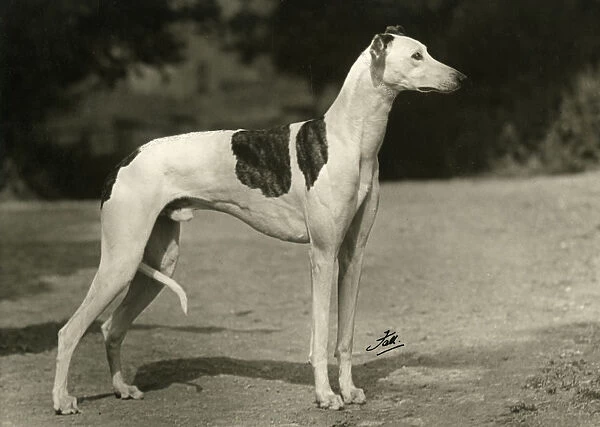 Fall  /  Greyhound  /  1949