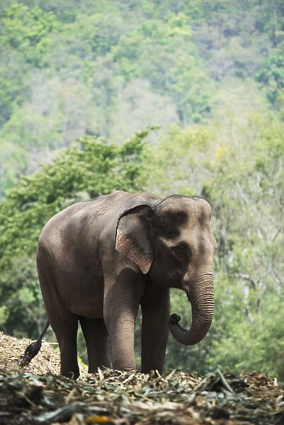 Baby Elephant; Chiang Mai, Thailand