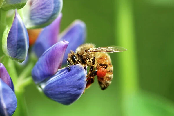 A bee visiting a lupine (Lupinus) flower in the springtime. The orange wad of pollen in the bee's pollen basket is from lupine flowers. The bee takes both pollen and nectar from the flowers and pollinates the plant in turn