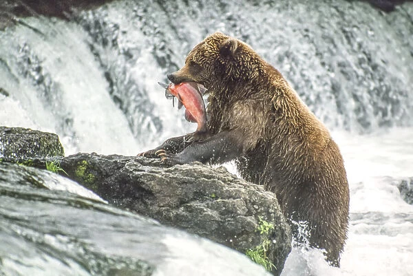 Brown bear standing on rocks eating salmon at Brooks Falls in Katmai National Park, Alaska, USA