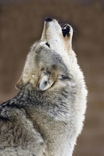 Captive Gray Wolf Howling