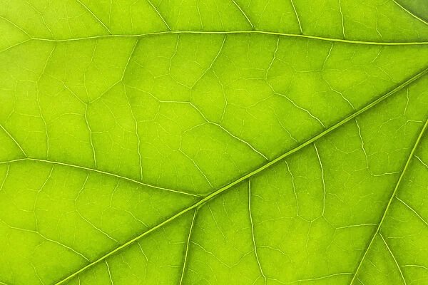 Close Up Details Of A Green Leaf; Thunder Bay, Ontario, Canada
