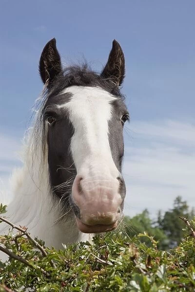 Clydesdale Horse Portrait