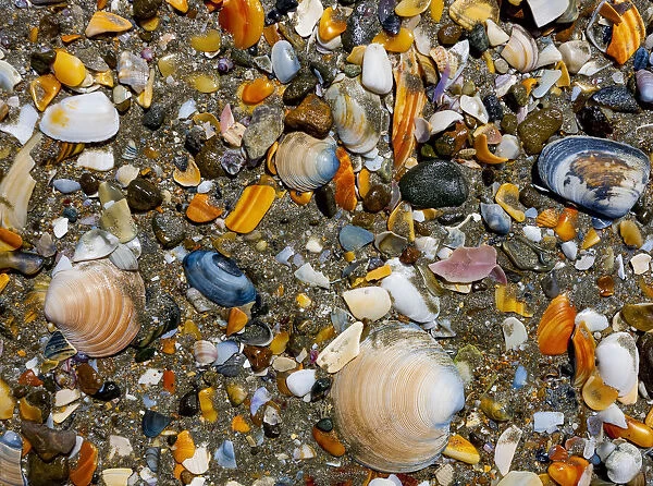 Colourful seashells on the beach