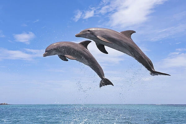 Common Bottlenose Dolphins Jumping in Air, Caribbean Sea, Roatan, Bay Islands, Honduras