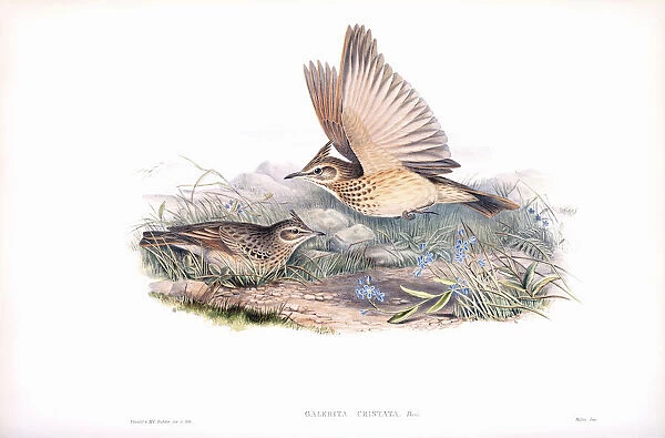 Crested lark. Galerida cristata. After a work by English ornitholgist and bird artist John Gould, 1804 - 1881. From his book The Birds of Great Britain, published 1873