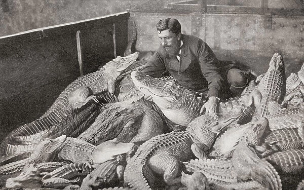 Crocodiles With Their Trainer In The Late 19Th Century. From The Living Animals Of The World, Published C. 1900