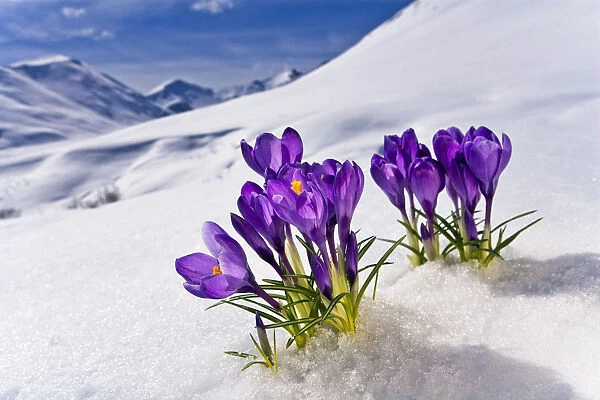 Crocus Flower Peeking Up Through The Snow. Spring. Southcentral Alaska