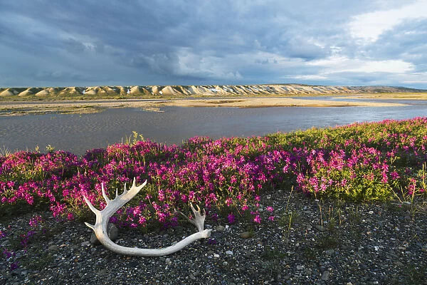 Dwarf Fireweed And A Caribou Antler Laying On The Tundra Along The Sagavanirktok River With The Franklin Bluffs In The Background, North Slope, Arctic Alaska, Summer