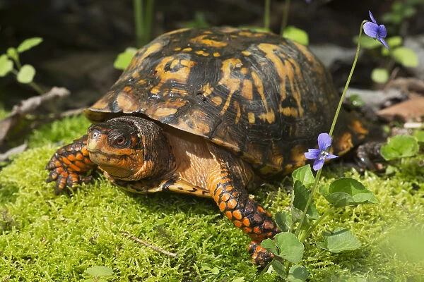 Eastern Box Turtle On Sphagnum Moss Among Blue Violets; Connecticut, USA