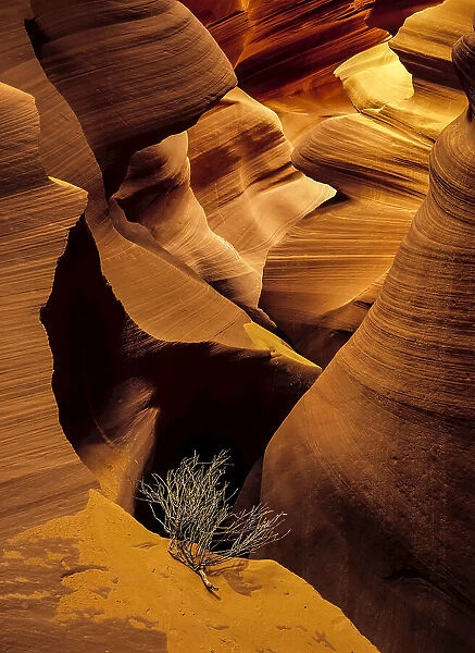 NA. Eroded sandstone and a tumbleweed branch in a slot canyon
