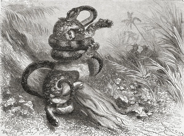Fight Between A Jaguar And A Boa. From El Mundo En La Mano Published 1875