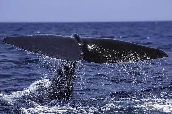 Fluke of a Sperm Whale, Sri Lanka