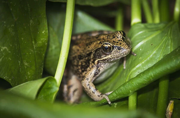 A Frog Perches On Wapato Leaves; Astoria, Oregon, United States Of America