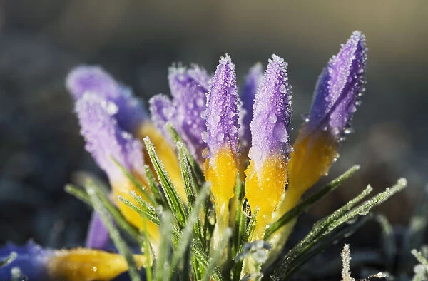 Frost Forms On Crocuses In The Spring; Astoria, Oregon, United States Of America