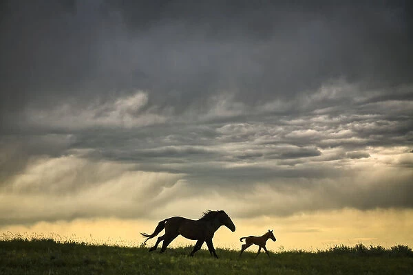 Horse and foal escape an approaching storm