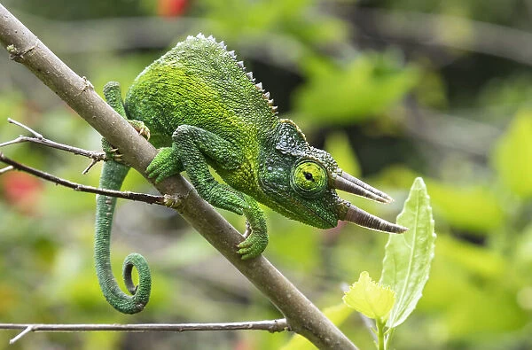 Jacksons Chameleon, Hawaii, USA
