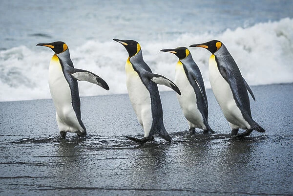 Four King Penguins (Aptenodytes Patagonicus) Walking Together On Beach; Antarctica