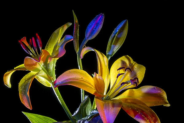 Lilies and buds in colour