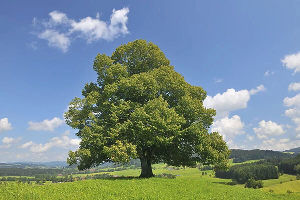 Lime Tree in Summer, Bavaria, Germany