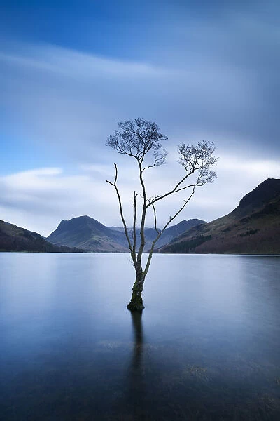 Lone Tree in Lake at Dusk, Lake Buttermere, Lake District, England