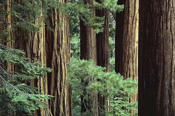 Lost Grove Sequoia National Park California, USA
