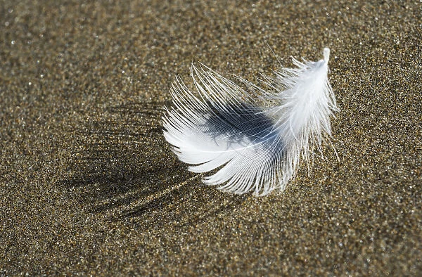 A Molted Gull Feather Lies On The Beach; Cannon Beach, Oregon, United States Of America