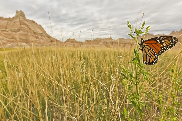 Monarch butterfly on a blade of grass at dawn in badlands national park; south dakota usa