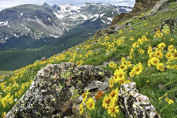 Mountains with wild, yellow sunflowers, Rocky Mountain National Park, Colorado, USA