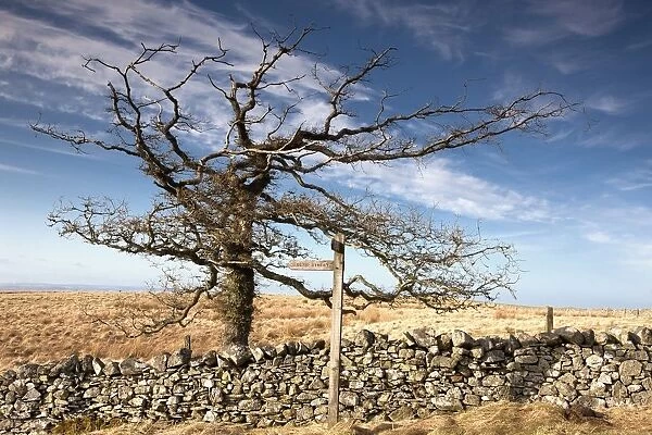 Northumberland, England; A Leafless Tree By A Stone Wall In A Field