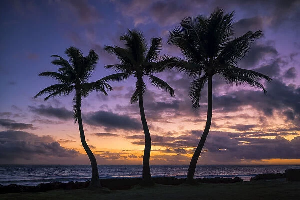 Palm trees along the shoreline at sunrise, Oahu, Hawaii, USA