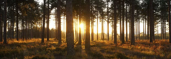 Pine Forest at Sunset, Near Wareham, Dorset, England