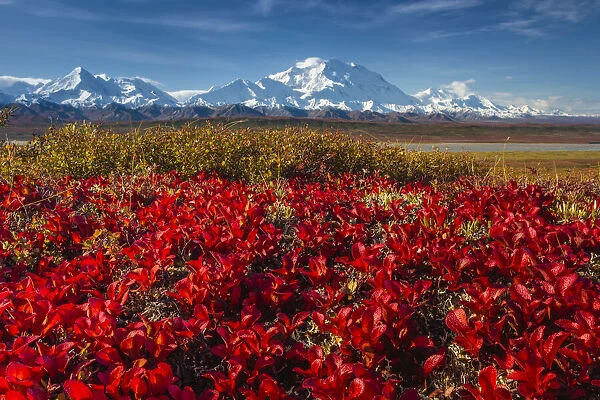 Red, alpine bearberries and Denali, Mount McKinley, Denali National Park and Preserve, Alaska, USA