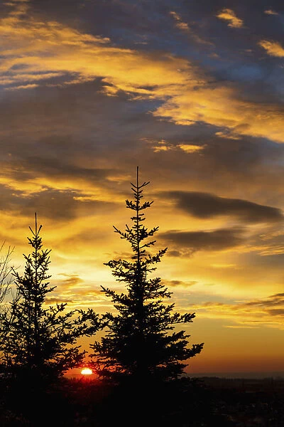 Silhouette Of Two Evergreen Trees With Dramatic Colourful Clouds With Sunrise; Calgary, Alberta, Canada