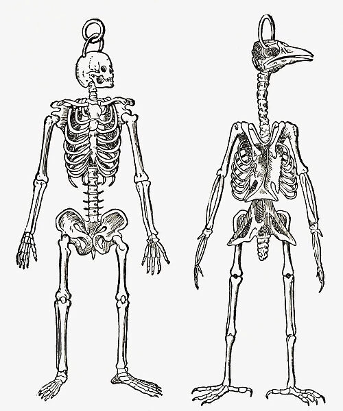 Skeletons Of A Man And A Bird Drawn To The Same Scale. From The Strand Magazine Published 1897