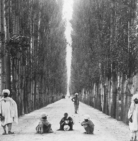 Wayfarers on a straight 30 mile road lined with stately poplars, Baramulla to Kashmir, Victorian stereoview card circa 1900; India