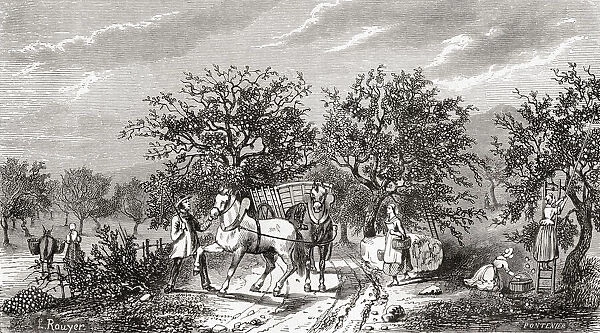 Workers picking apples in Normandy, France in the 19th century. From Le Savant du Foyer ou Notions Scientifiques Sur Les Objets Usuels de la Vie, published 1864
