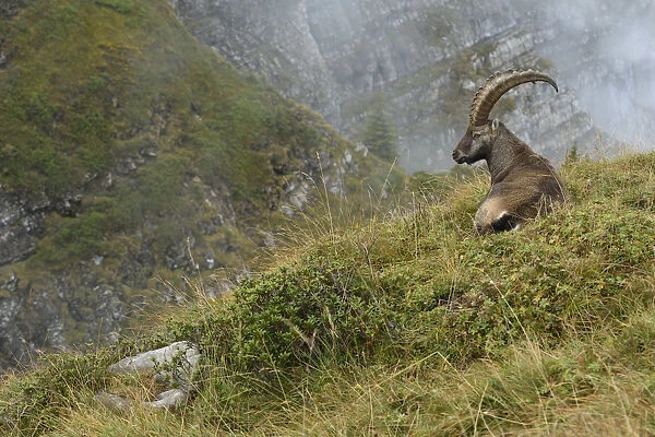 Alpine Ibex (Capra ibex) male resting at edge of cliff, Valais Alps, Switzerland