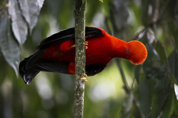 Andean Cock-of-the-rock (Rupicola peruvianus) male displaying perched on a branch
