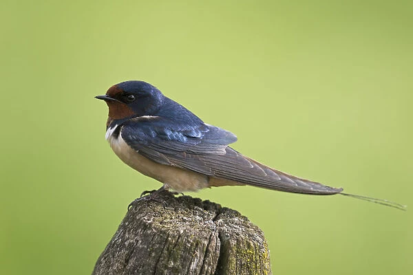 Barn Swallow (Hirundo rustica) perched on a pale, The Netherlands